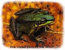 green frog